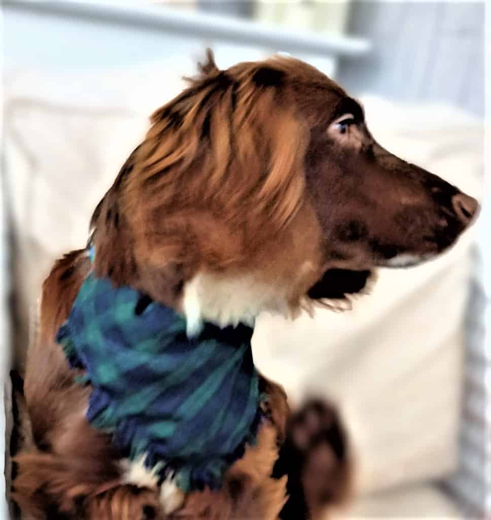 Watch dogs 2025 bandana