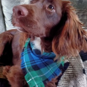Flower of Scotland Tartan Bandana