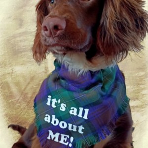 It's all about Me! Isle of Skye Tartan Bandana