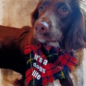 It's a dog's life Wallace tartan doggy bandana