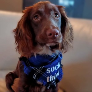 Sock Thief! Blue Tartan Bandana