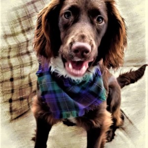 Our Coco modelling an Isle of Skye tartan bandana