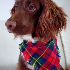 Tartan Dog Bandana